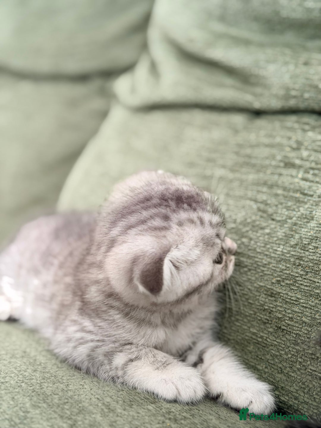 Scottish Fold cats for sale: Scottish fold kittens for sale! - Advert 6