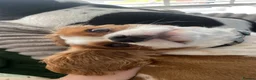 Cavalier King Charles Spaniel dogs for sale: Cavalier male for sale  in Wirral - Advert 3