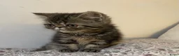 Exotic cats for sale: Exotic Persians - Advert 3