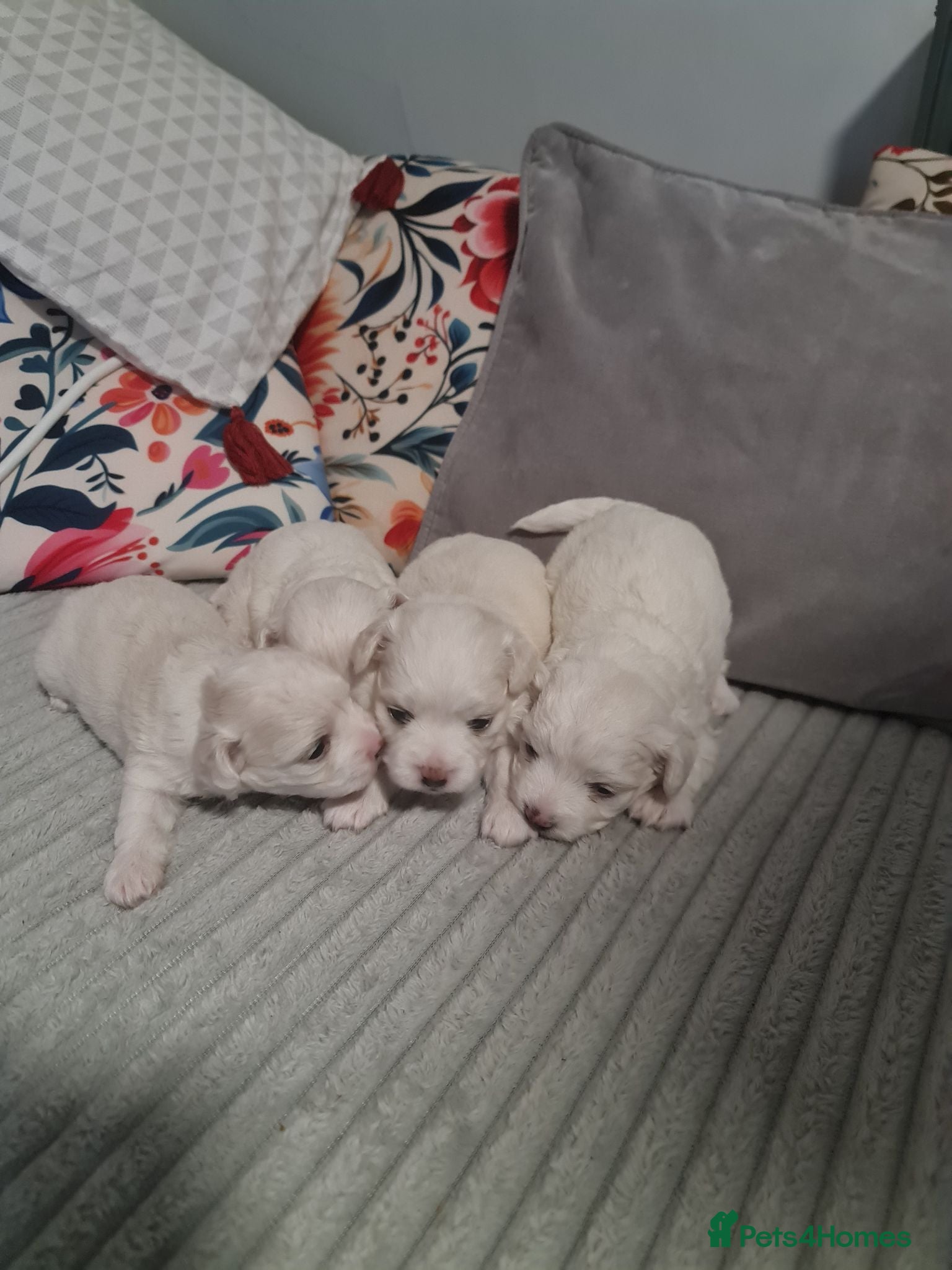 Bichon Frise dogs Gorgeous bichion frize puppies  - Advert 1