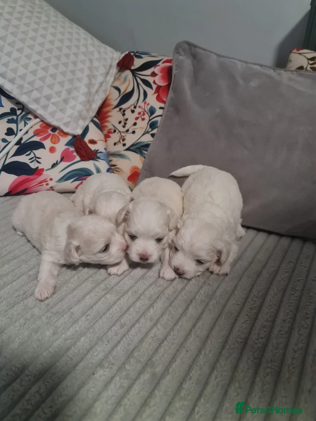 Bichon Frise dogs for sale: Gorgeous bichion frize puppies  - Advert 2