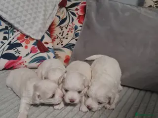 Bichon Frise dogs Gorgeous bichion frize puppies - Advert 1