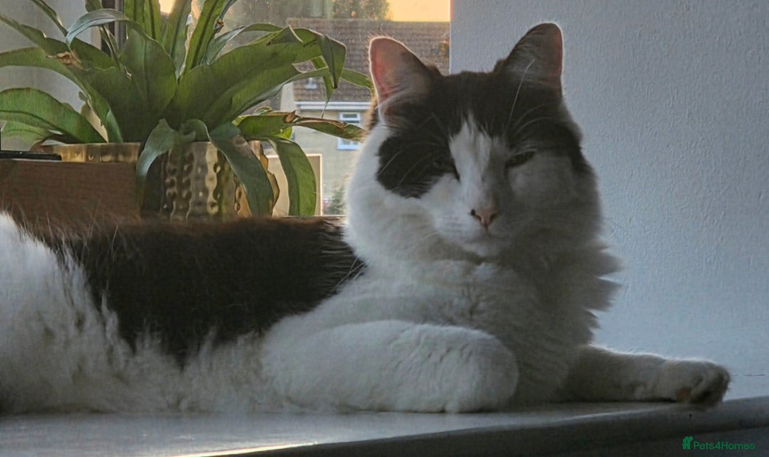 Mixed Breed cats for sale: 1xmale cat 1 female cat  - Advert 3