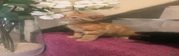 Mixed Breed cats for sale: Beautiful Male Kittens  in Glasgow - Advert 6
