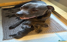 Staffordshire Bull Terrier dogs for sale: Lovely kc reg Staffordshire bull terrier puppies  - Image 39