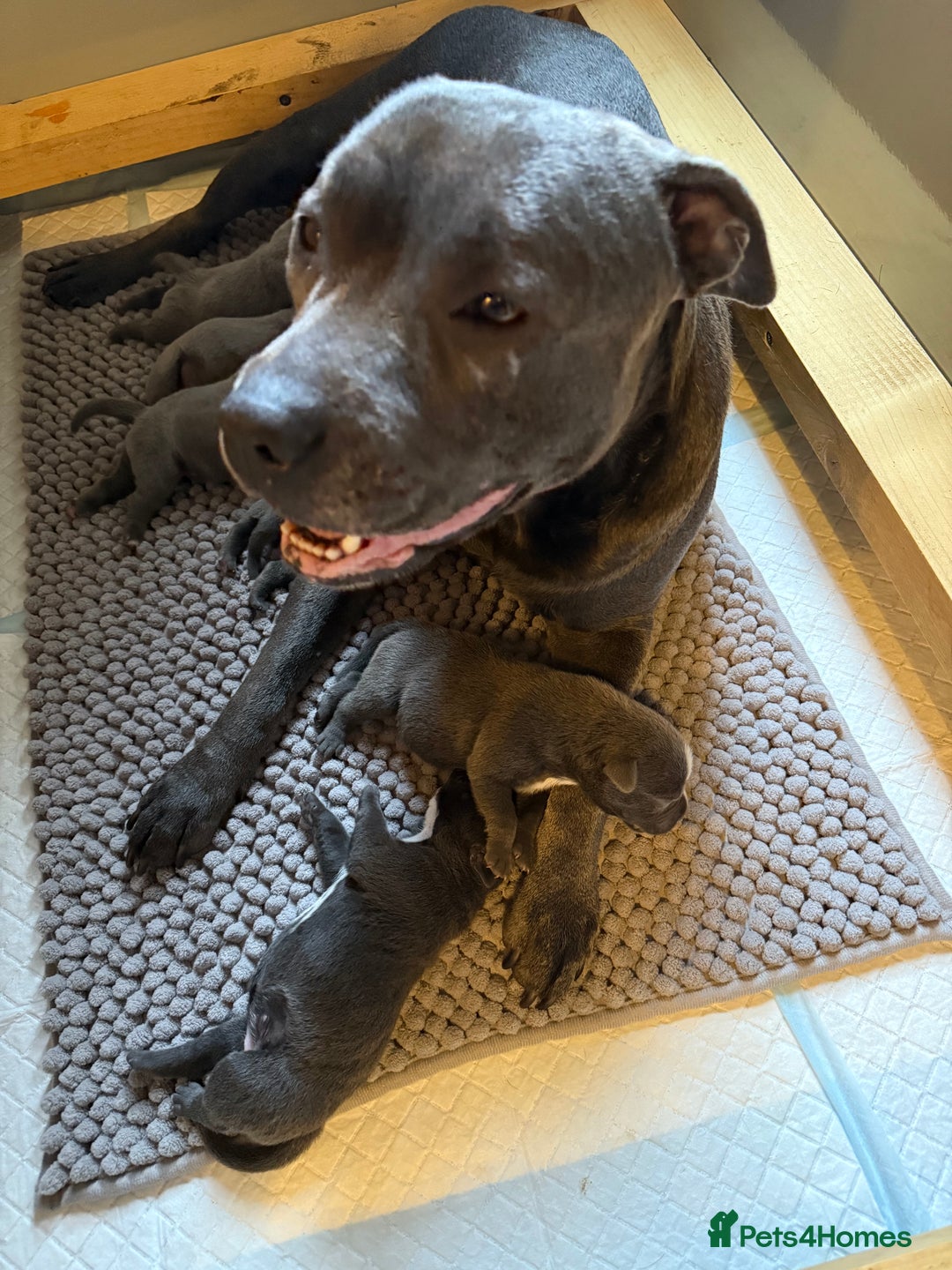 Staffordshire Bull Terrier dogs for sale: Lovely kc reg Staffordshire bull terrier puppies  - Image 39