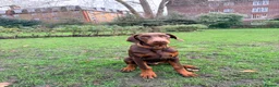 Dobermann dogs for sale: Dobermann pup (KC Registered Exceptional Parents) - Advert 1