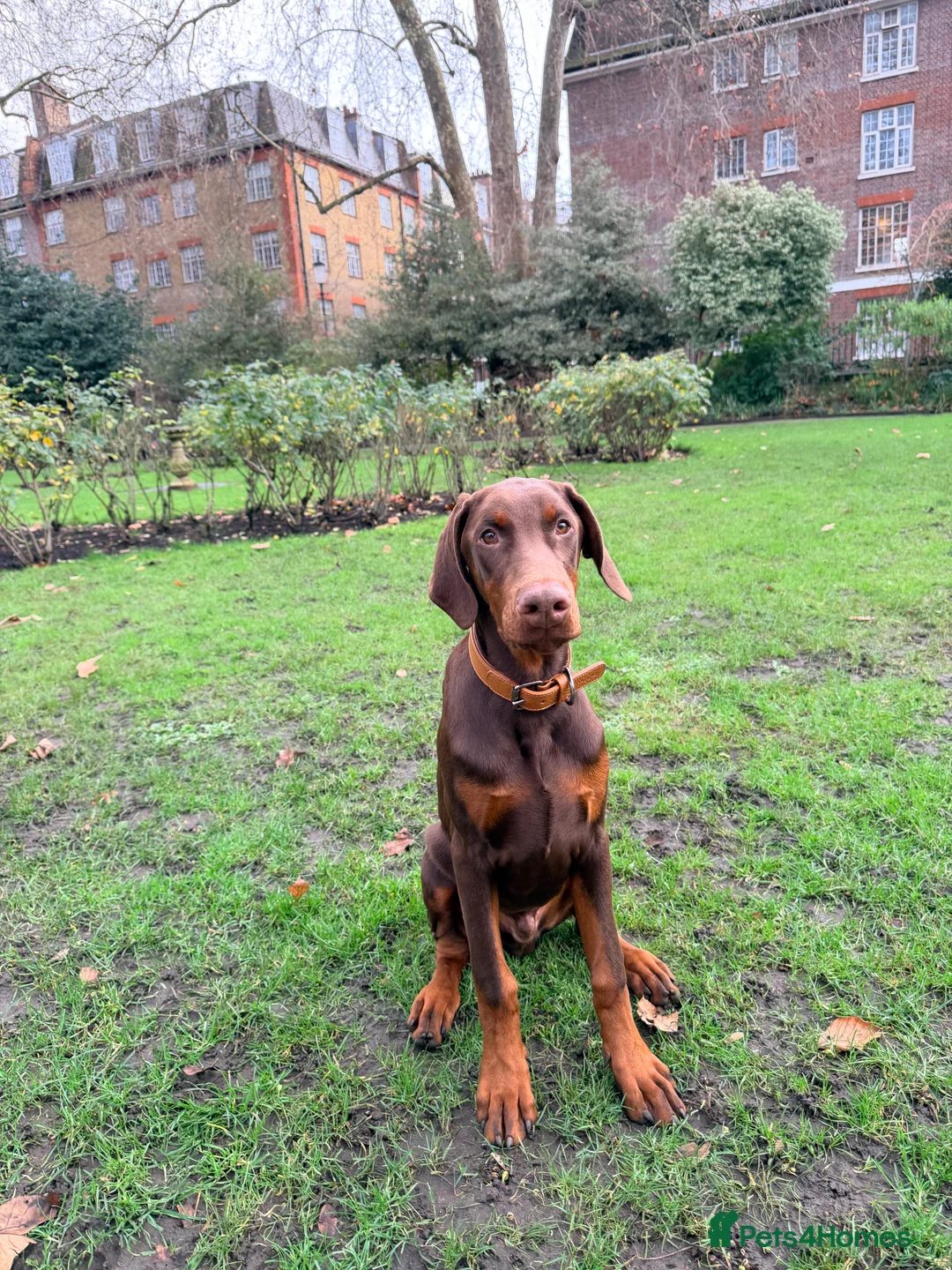 Dobermann dogs for sale: Dobermann pup (KC Registered Exceptional Parents) - Advert 1