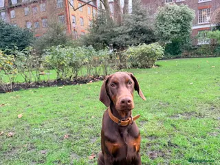 Dobermann dogs Dobermann pup (KC Registered Exceptional Parents) - Advert 8