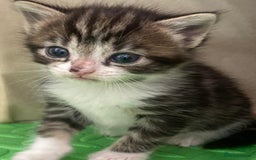 British Shorthair cats for sale: Beautiful kittens 3 girls 1 boy - Image 4