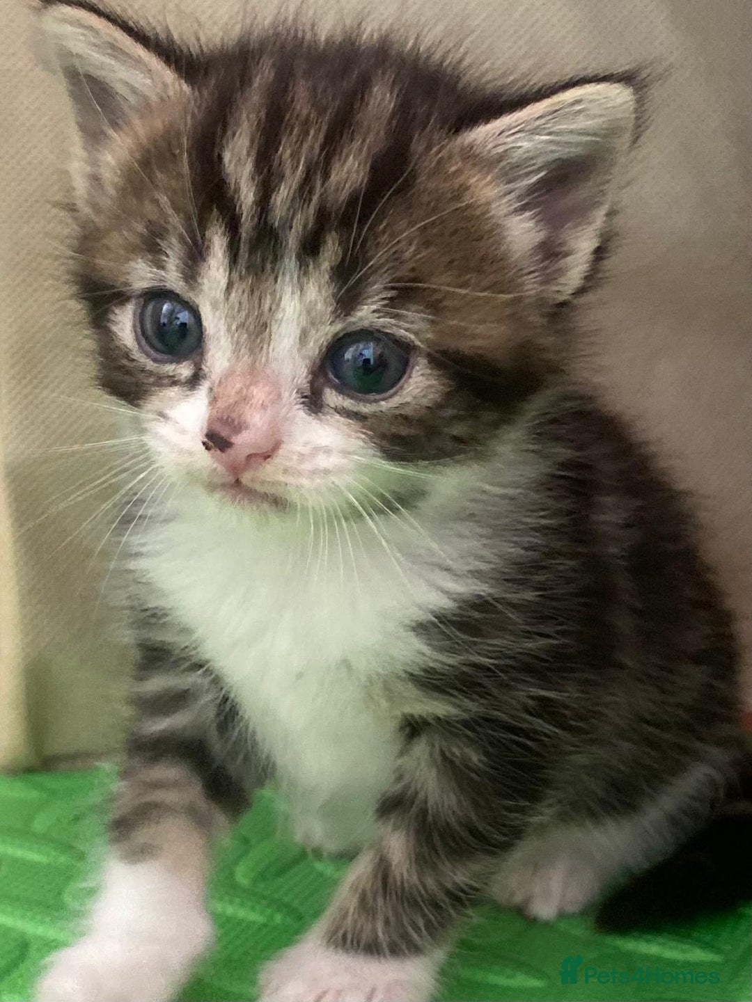 British Shorthair cats for sale: Beautiful kittens 3 girls 1 boy - Image 4