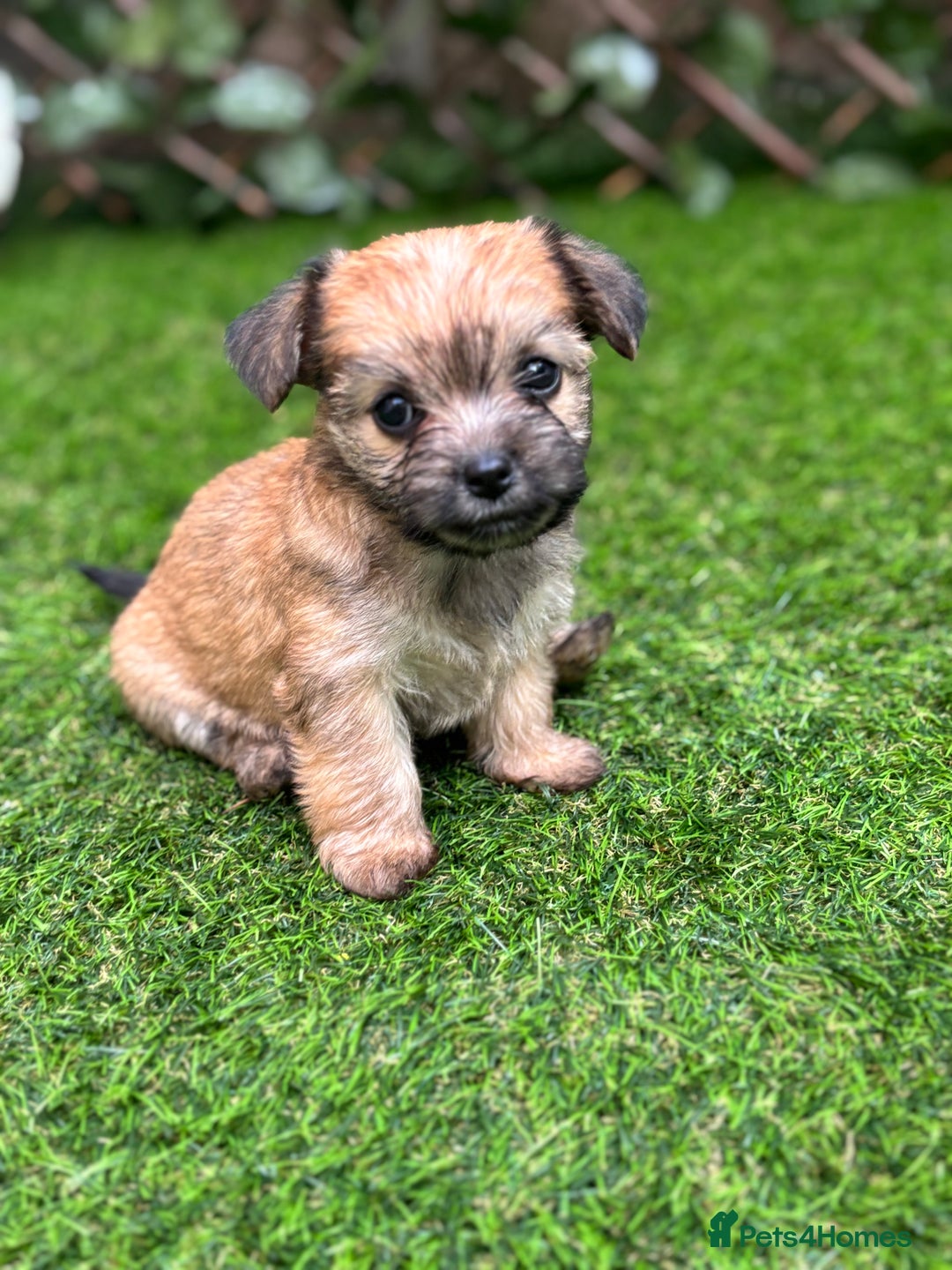 Mixed Breed dogs for sale: Jack Russell x chi puppies for sale  - Image 9
