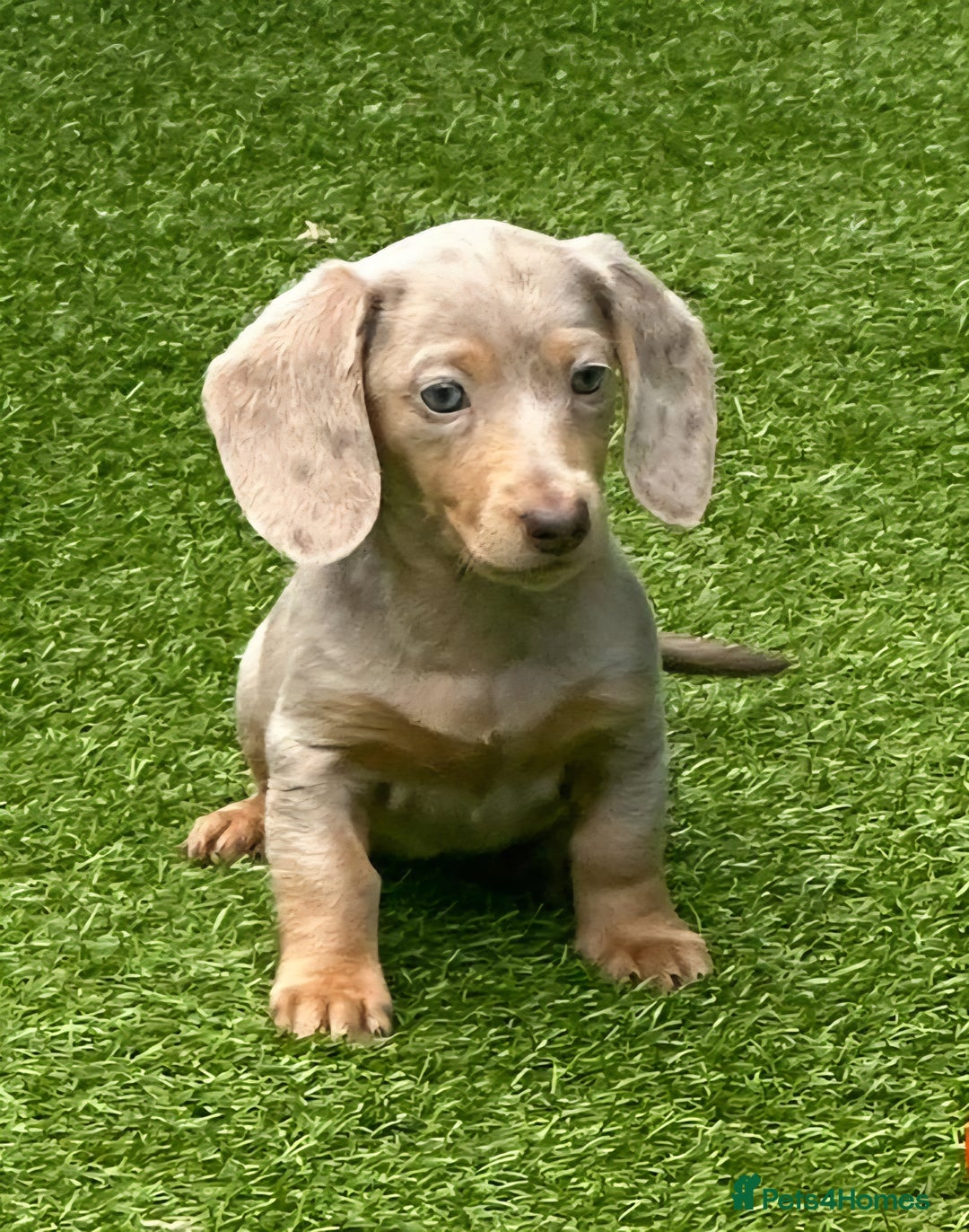 Miniature Dachshund dogs for sale: REDUCED AGAIN READY NOW MINIATURE DACHSHUNDS - Image 2