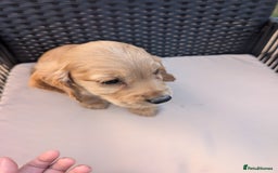 Cocker Spaniel dogs for sale: Working type cocker spaniel puppies  - Image 12