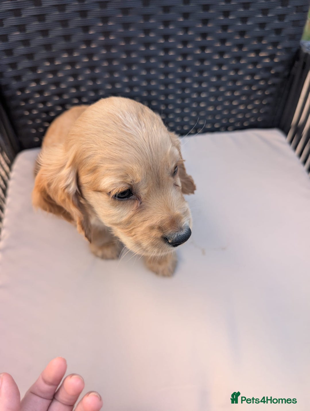 Cocker Spaniel dogs for sale: Working type cocker spaniel puppies  - Image 12