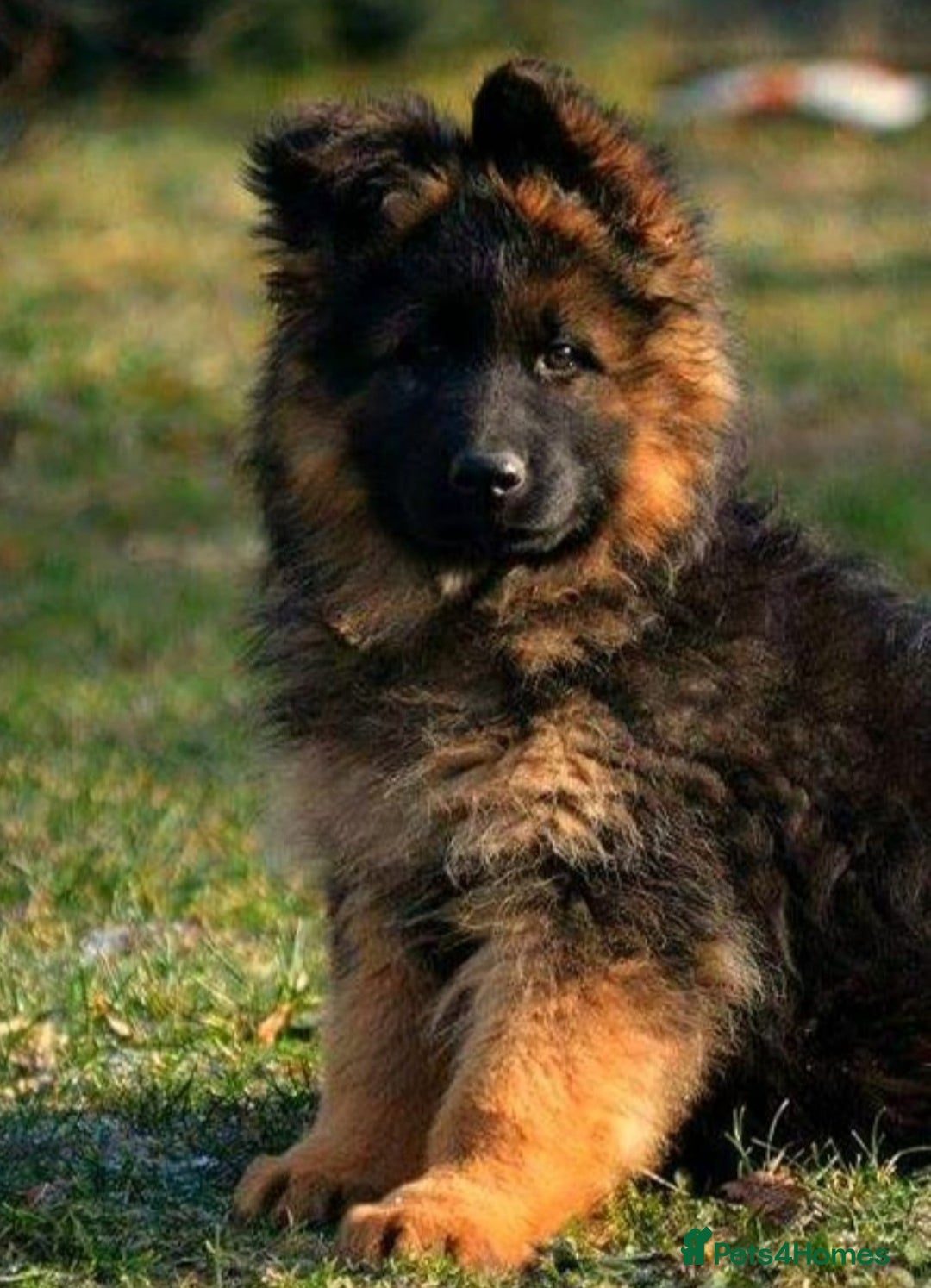 German Shepherd dogs for sale: One female left -QUALITY GSD PUPS LONG HAIR - Advert 3
