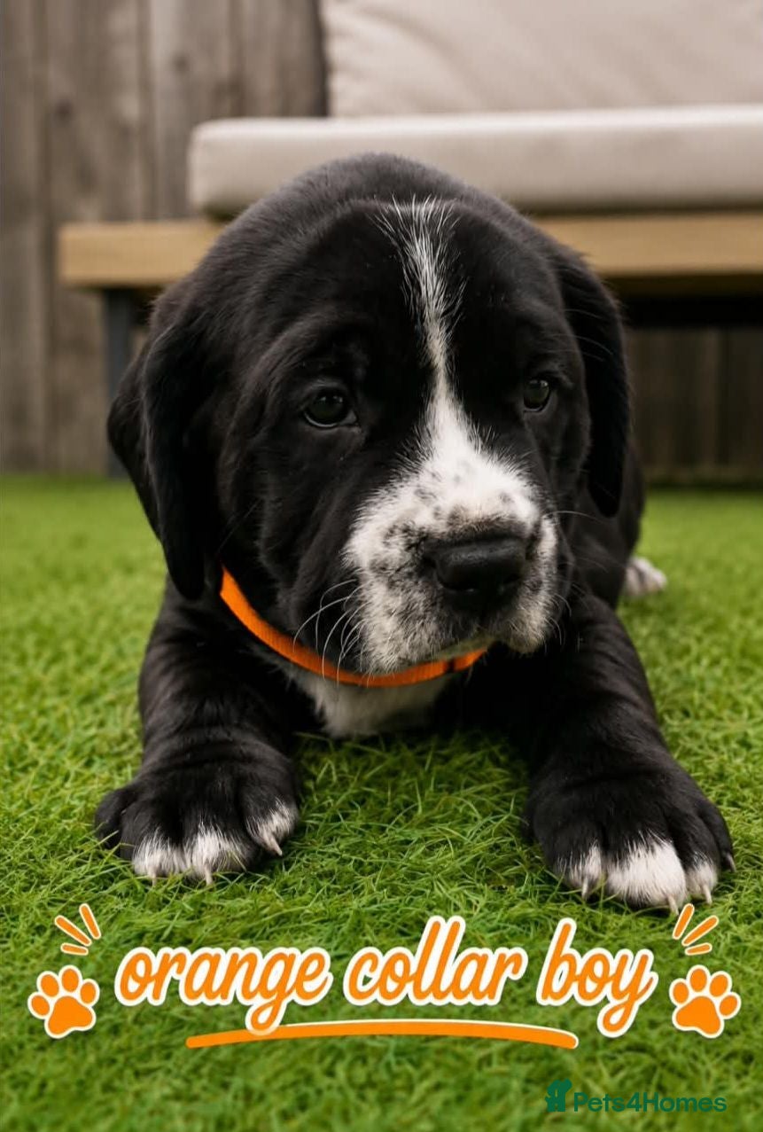 Mixed Breed dogs 🐾❤️ Stunning Staffy x Cocker Spaniel Puppies ❤️🐾 - Advert 2