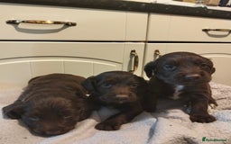 Cocker Spaniel dogs for sale: 7 beautiful cocker spaniels  - Image 27