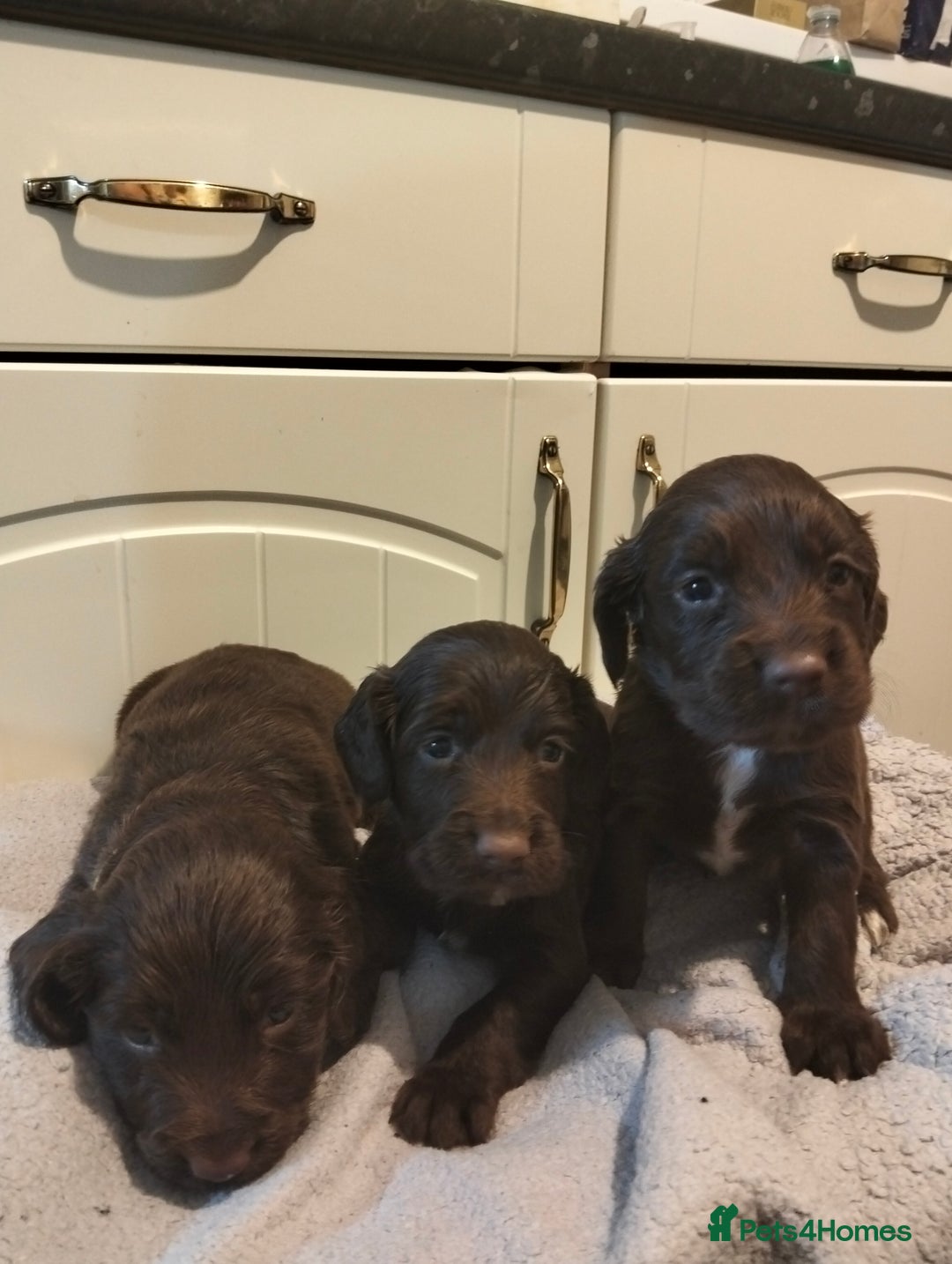 Cocker Spaniel dogs for sale: 7 beautiful cocker spaniels  - Image 27