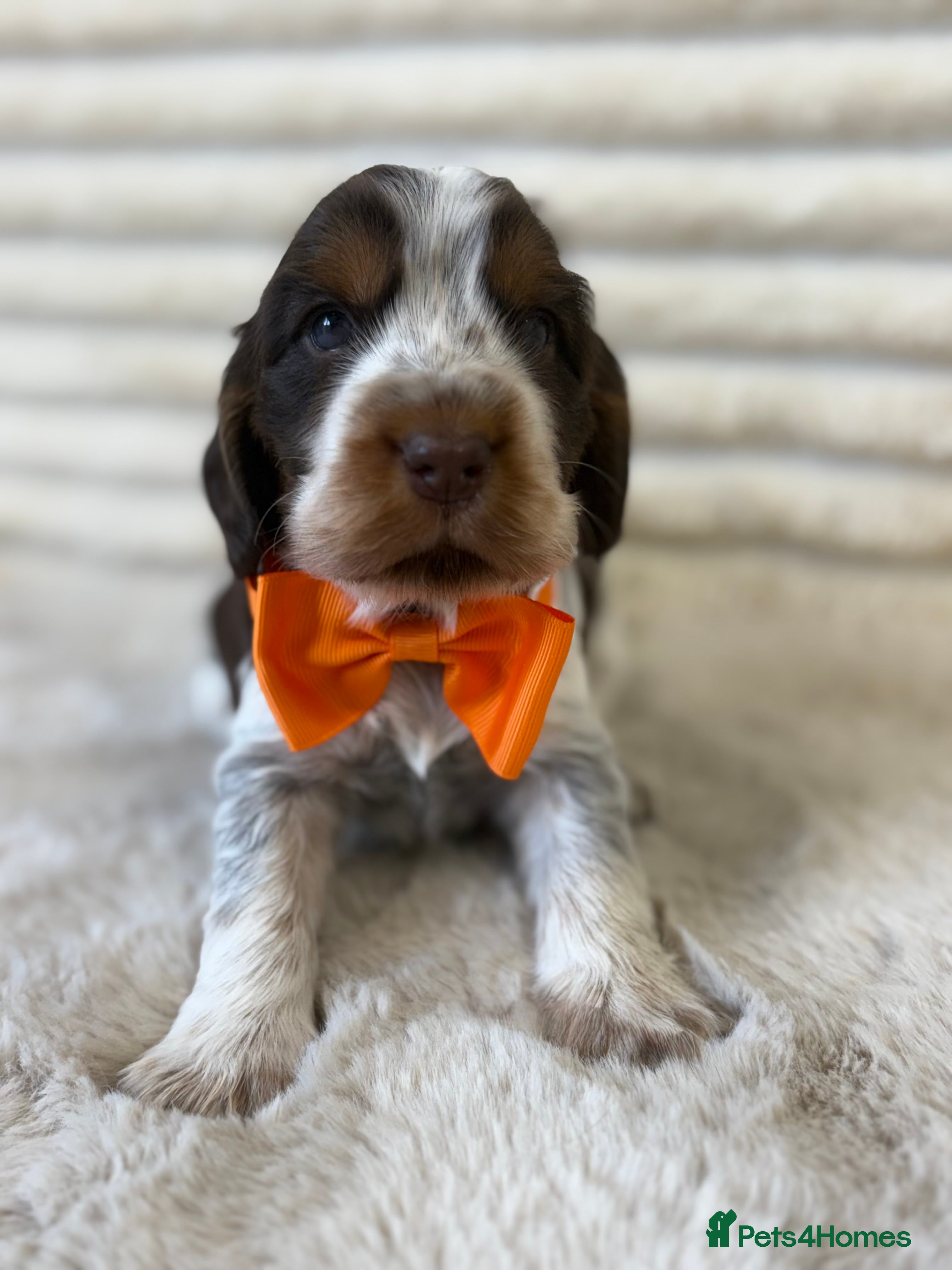 Cocker Spaniel dogs Exceptional, health tested, KC Reg Cocker Spaniels - Advert 18