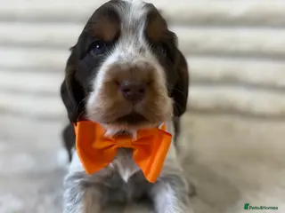 Cocker Spaniel dogs Exceptional, health tested, KC Reg Cocker Spaniels - Advert 18