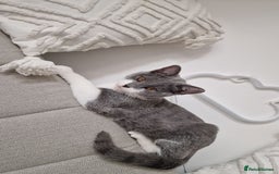 British Shorthair cats for sale: British short hair Russian blue  - Image 2