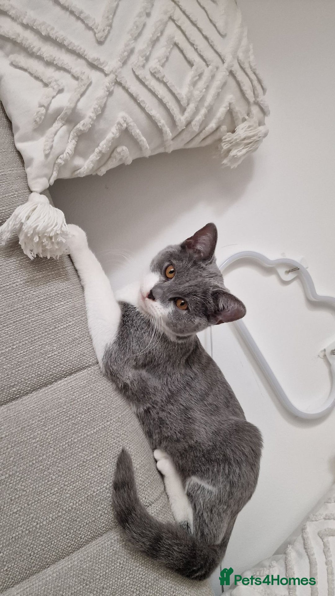 British Shorthair cats for sale: British short hair Russian blue  - Image 2
