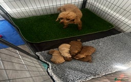 Toy Poodle dogs for sale: Gorgeous kc registered toy poodle pups  - Image 24