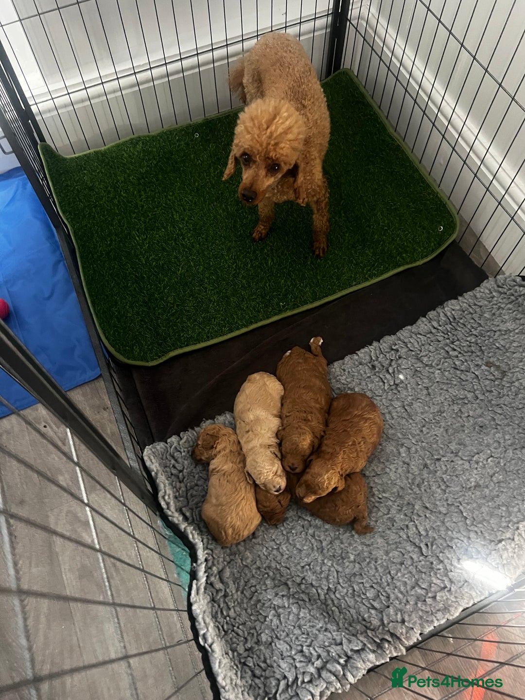 Toy Poodle dogs for sale: Gorgeous kc registered toy poodle pups  - Image 24