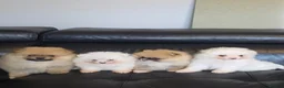 Pomeranian dogs for sale: Absolutely  stunning pomeranian  puppies  - Advert 6