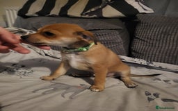 Mixed Breed dogs for sale: Fox terrier x chug puppies - Image 12
