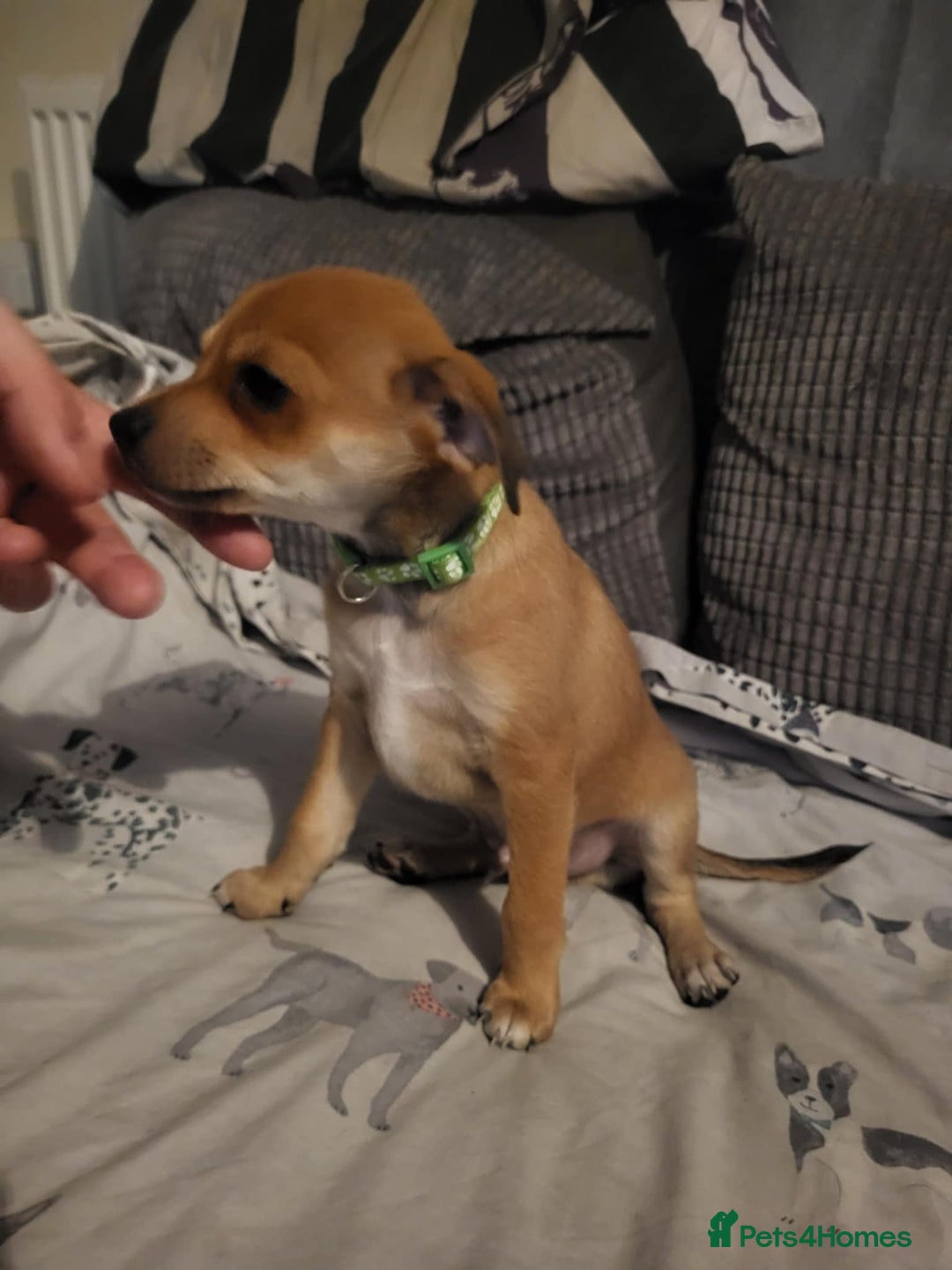 Mixed Breed dogs for sale: Fox terrier x chug puppies - Image 12