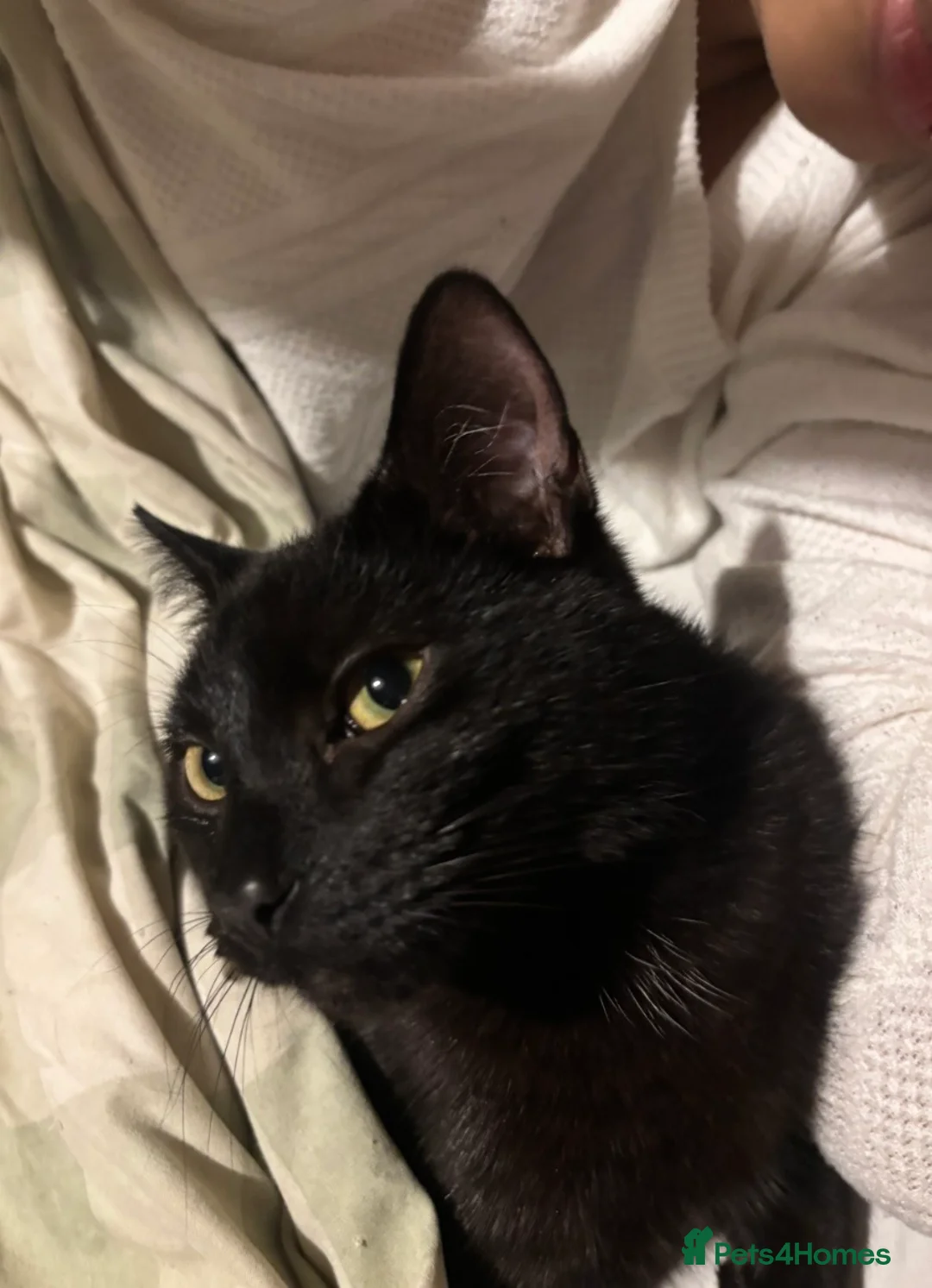 Domestic Shorthair cats for sale: funniest cat in the world - Advert 1