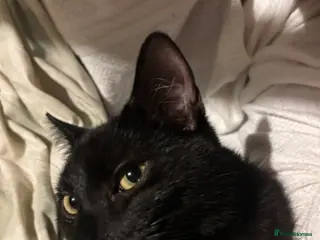 Domestic Shorthair cats funniest cat in the world - Advert 3