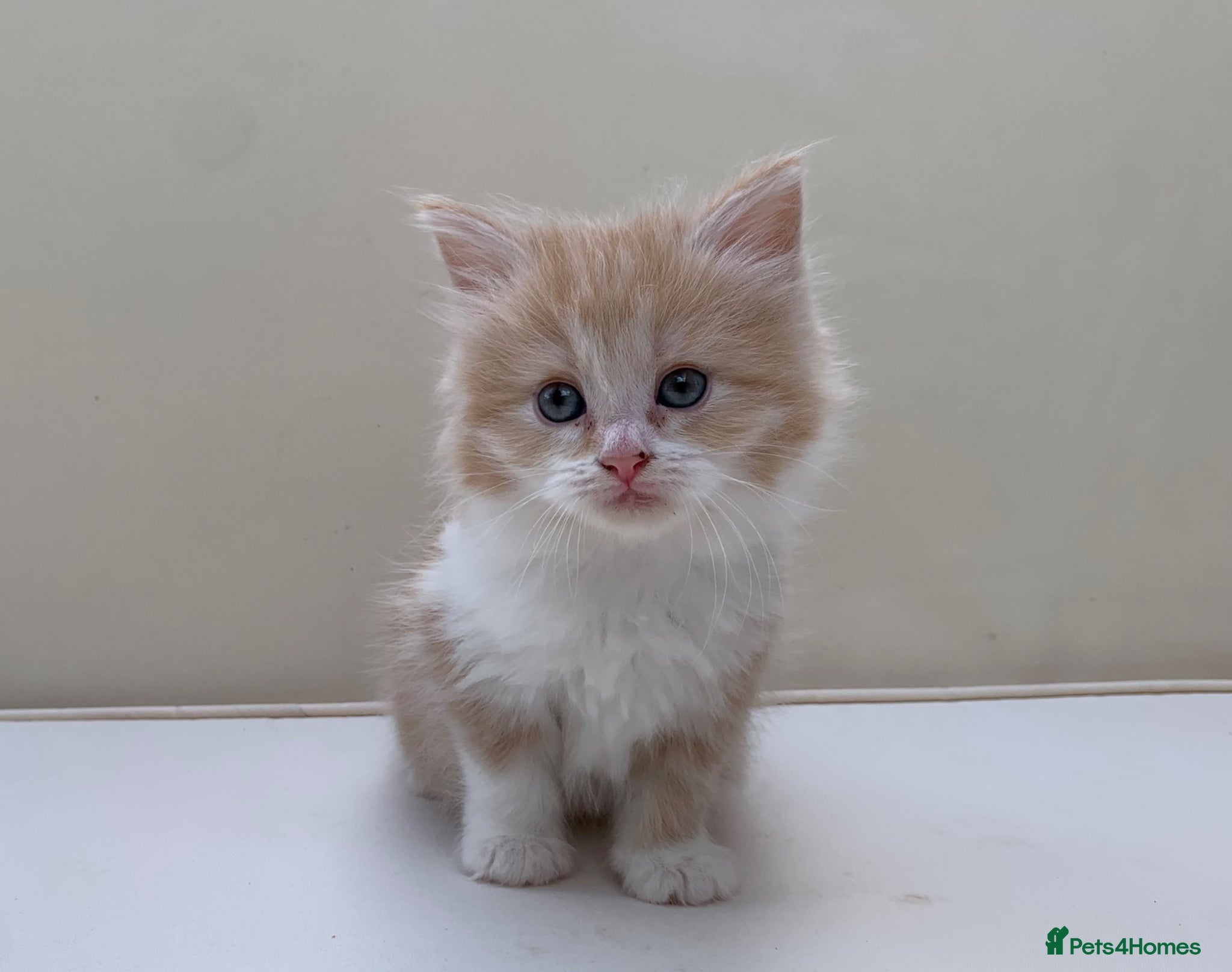 Mixed Breed cats Gorgeous Long Haired Siberian Cross Kittens  - Advert 1