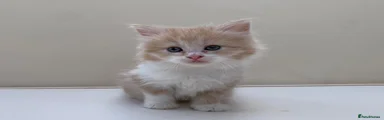 Mixed Breed Kitten 2