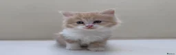 Mixed Breed cats for sale: Gorgeous Long Haired Siberian Cross Kittens  - Advert 1