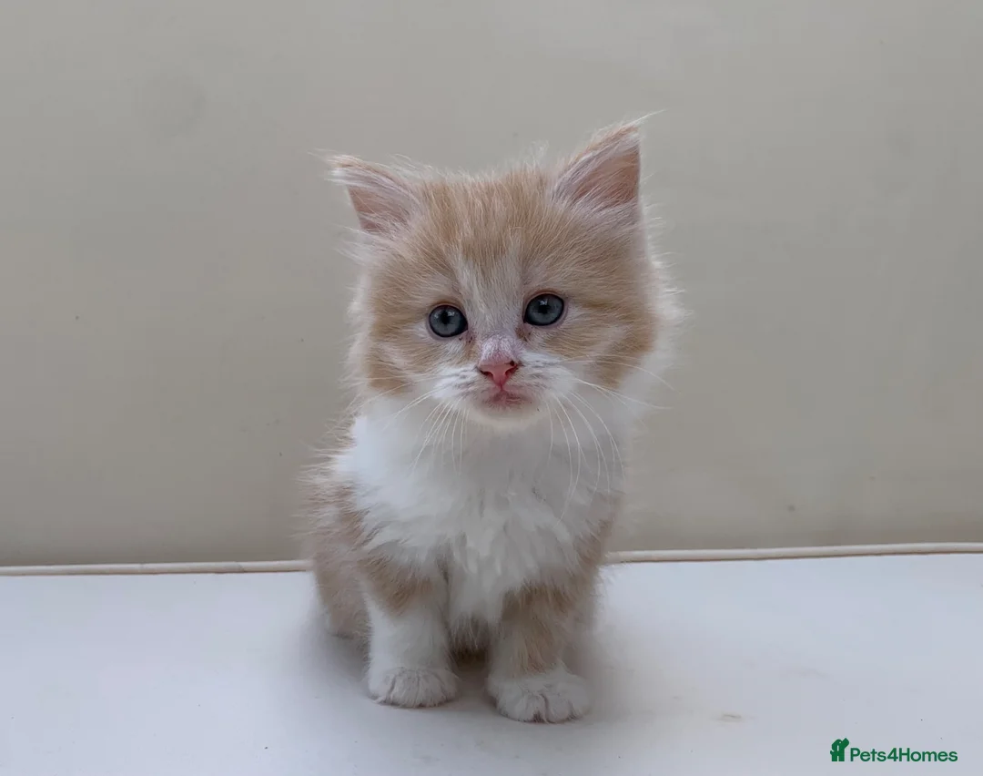 Mixed Breed cats for sale: Gorgeous Long Haired Siberian Cross Kittens  - Advert 1
