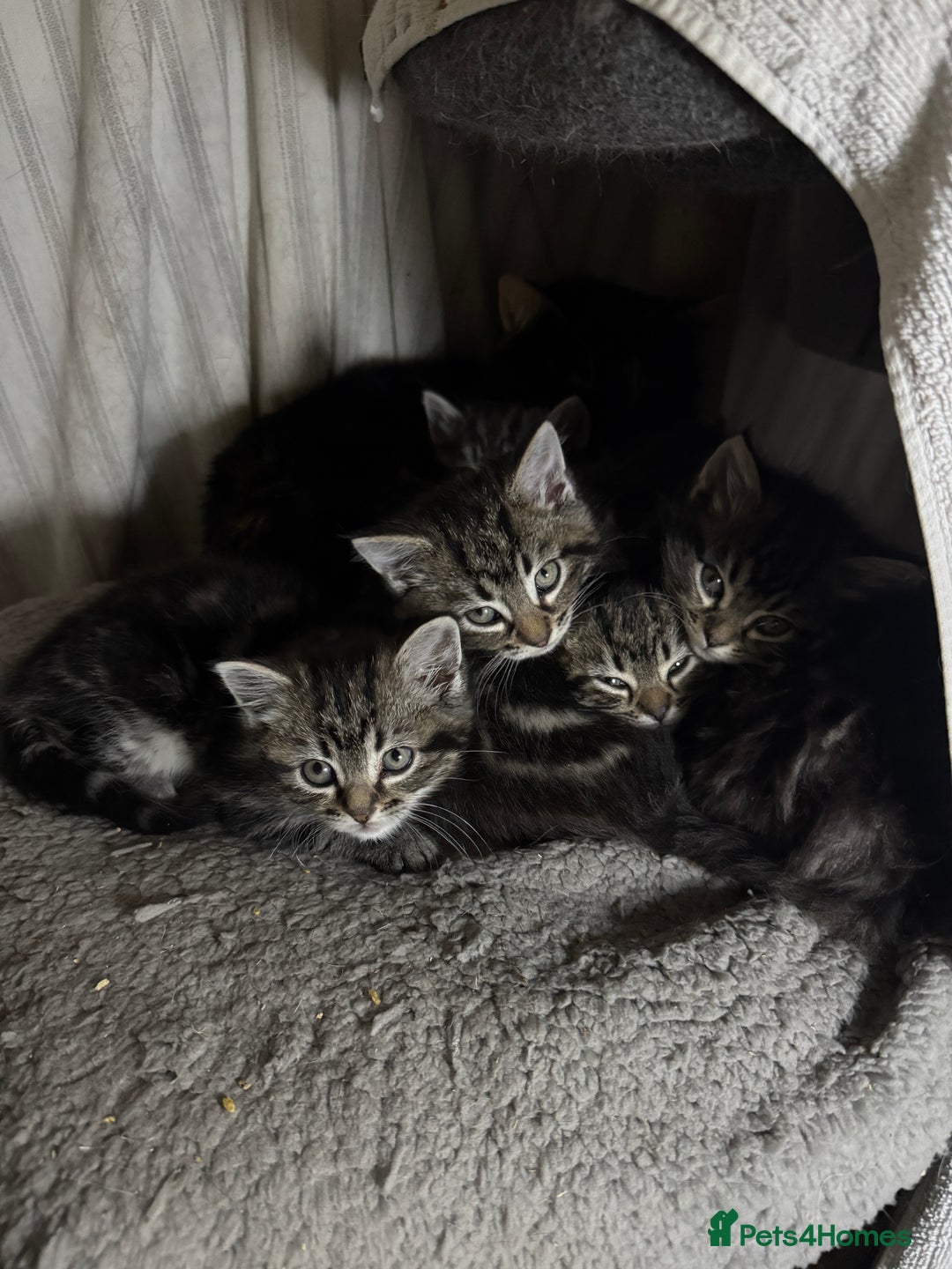 Mixed Breed cats for sale: 5 gorgeous fluffy tabby kittens  - Advert 5