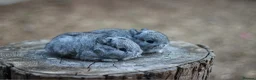 Netherland Dwarf rabbits for sale: Exceptional Netherland Dwarf Babies Available  - Advert 7