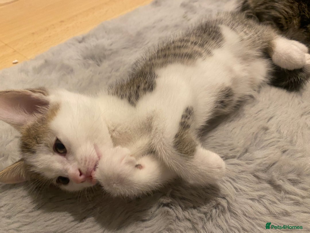 Mixed Breed cats for sale: 4 Beautiful Kitties For Sale  - Image 12