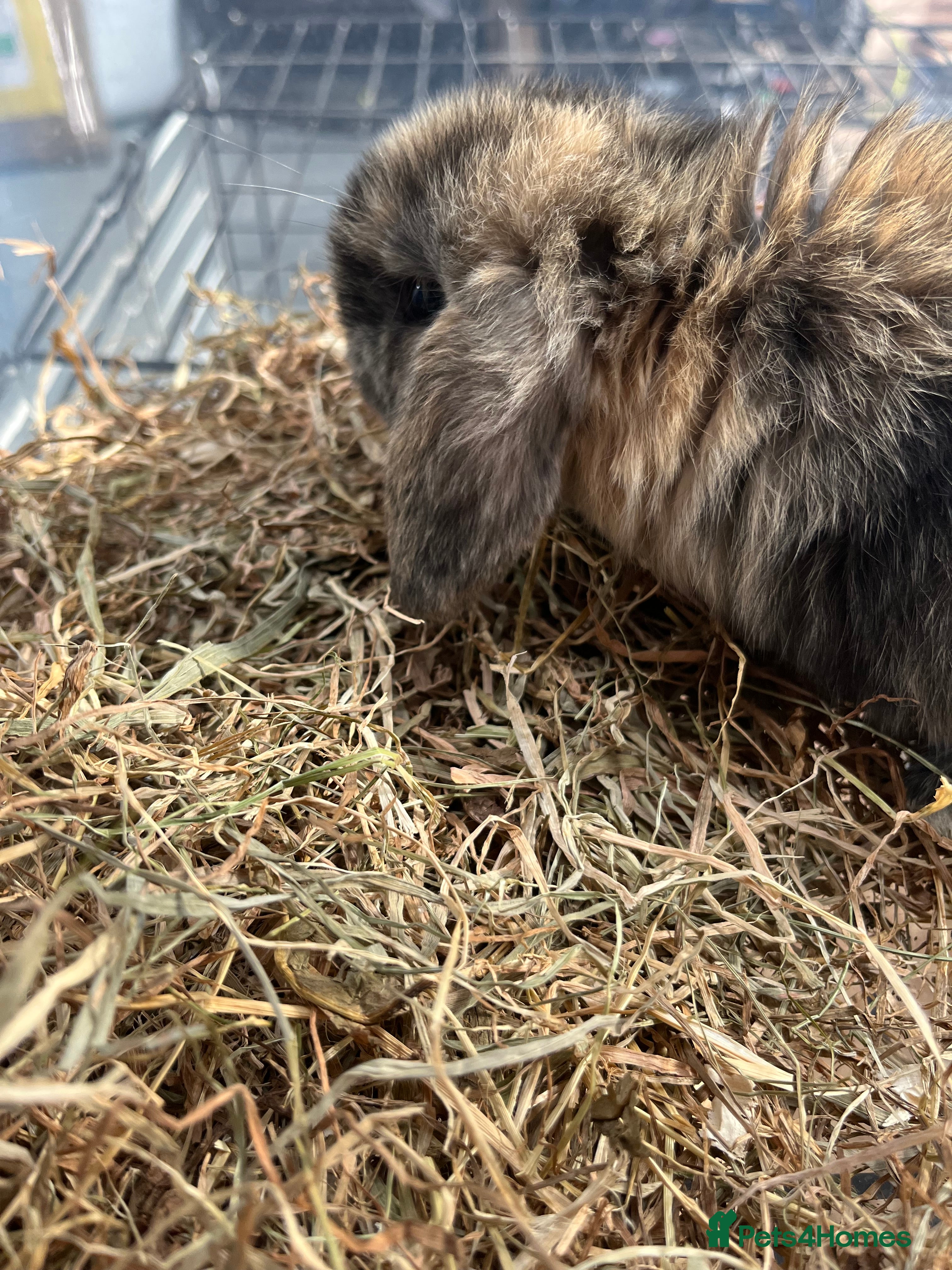 Mini Lop rabbits Gorgeous Mini Lops - Advert 1