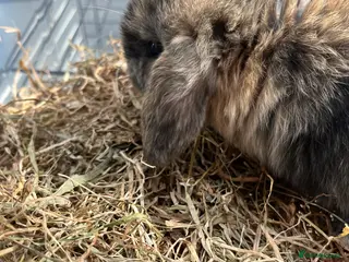 Mini Lop rabbits Gorgeous Mini Lops - Advert 1