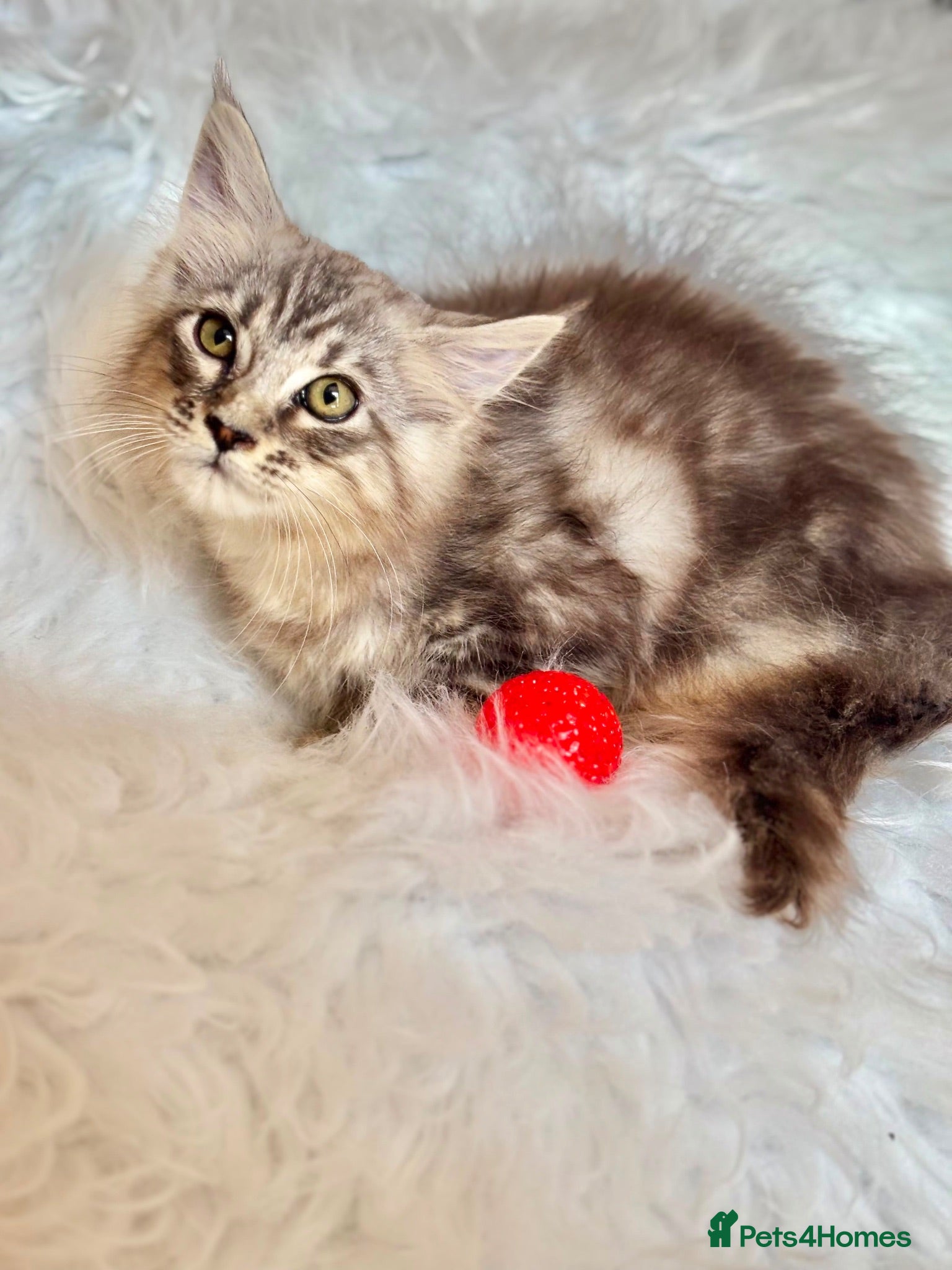 Maine Coon cats Maine coon kittens fluffy cuddly kittens - Advert 5
