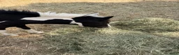 Shetland pony horses for sale: Puzzle yearling colt  - Advert 6