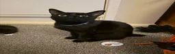Mixed Breed cats for sale: One gorgeous kitten left  - Advert 4