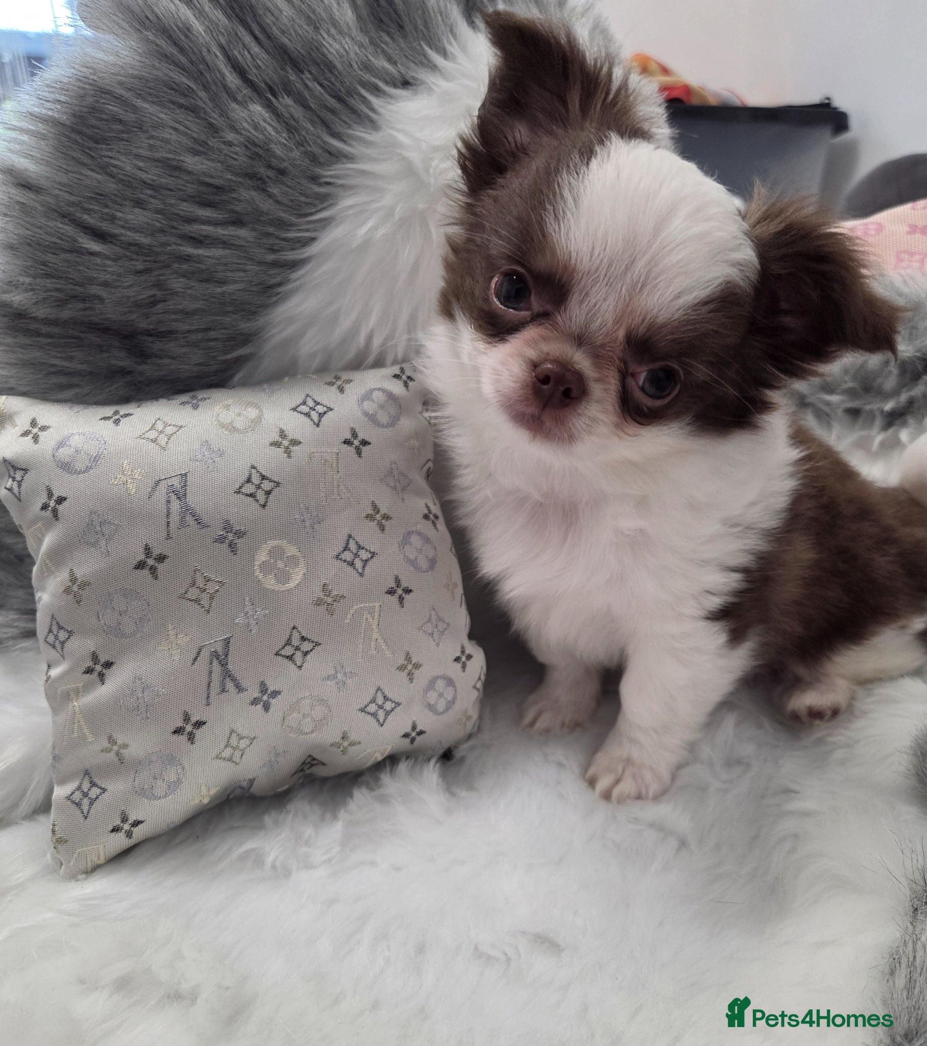 Chihuahua dogs Quality Thai blood line puppys - Advert 1