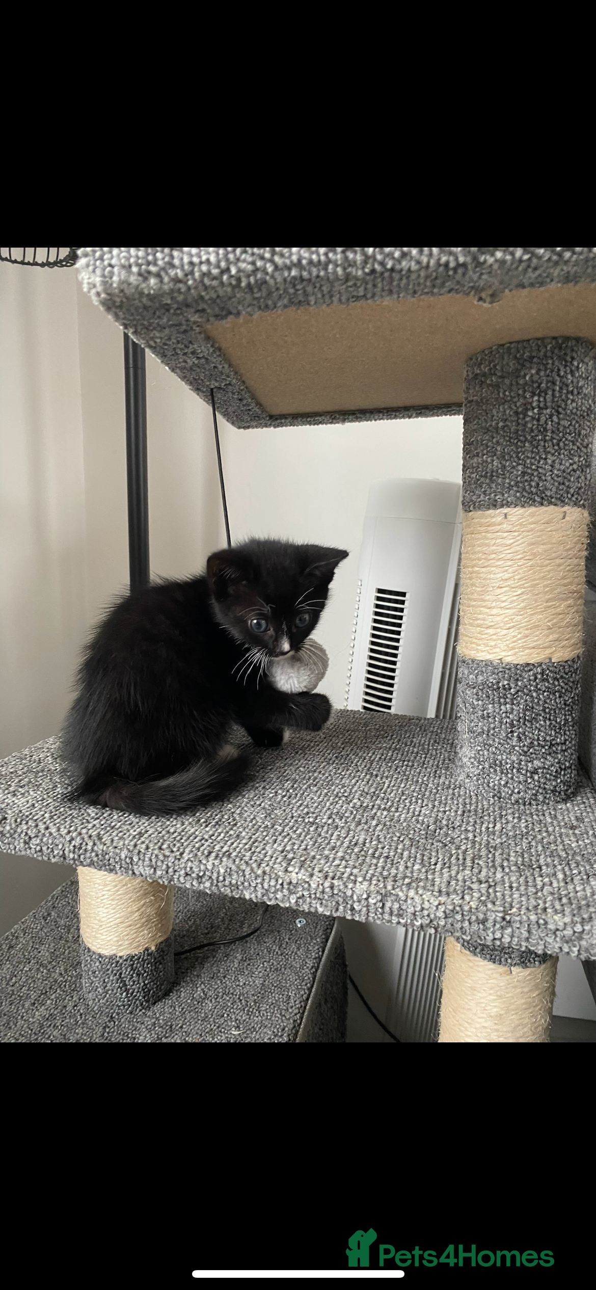 Mixed Breed cats 1 female kitten left - Advert 1