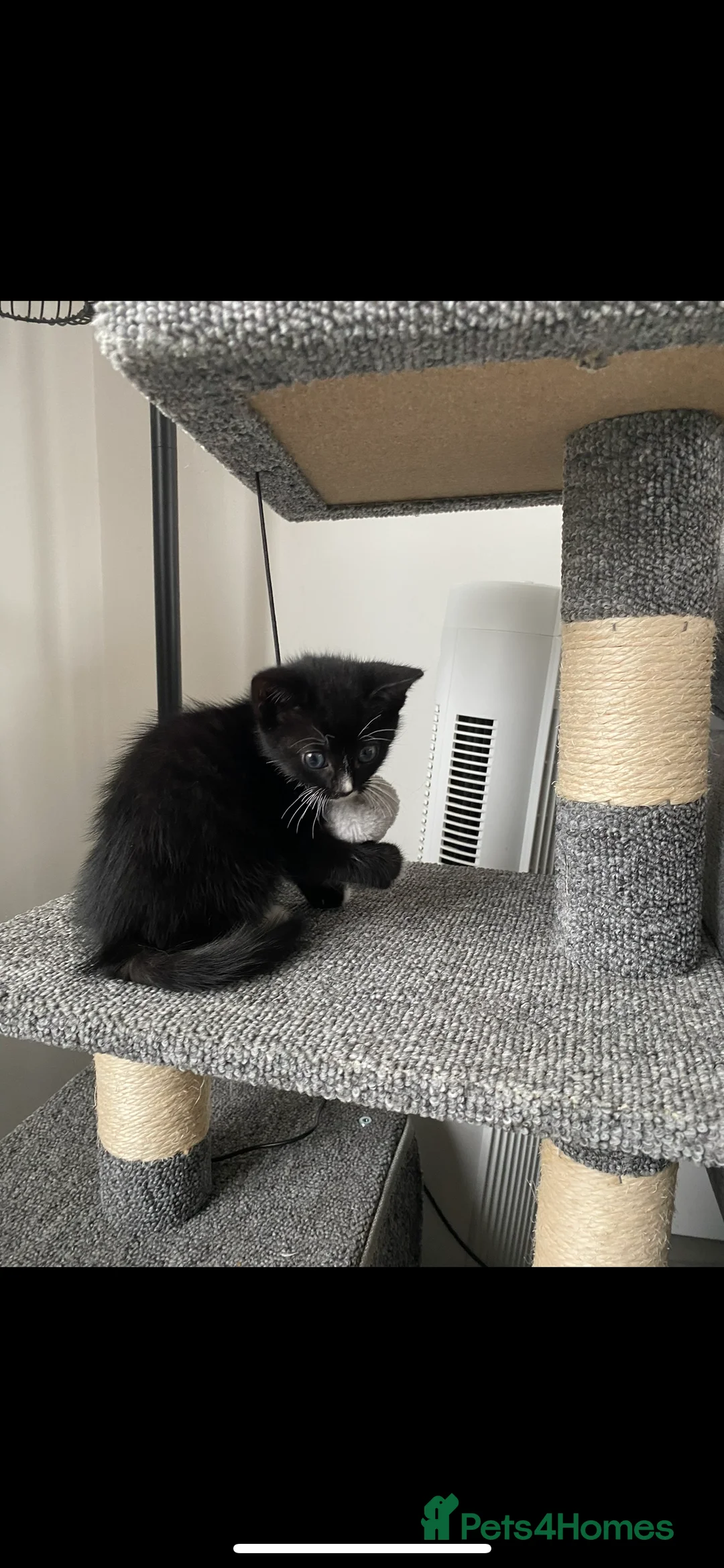 Mixed Breed cats for sale: 1 female kitten left - Advert 1