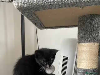 Mixed Breed cats 1 female kitten left - Advert 3